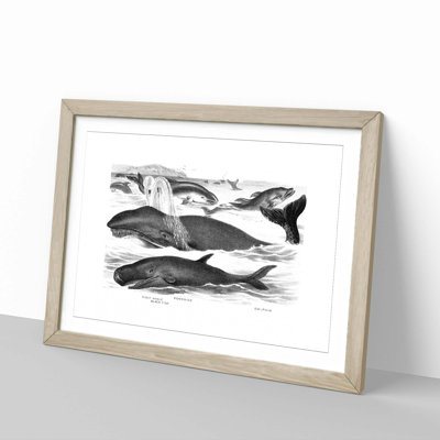 Whales & Dolphins by John Karst - Picture Frame Painting Print