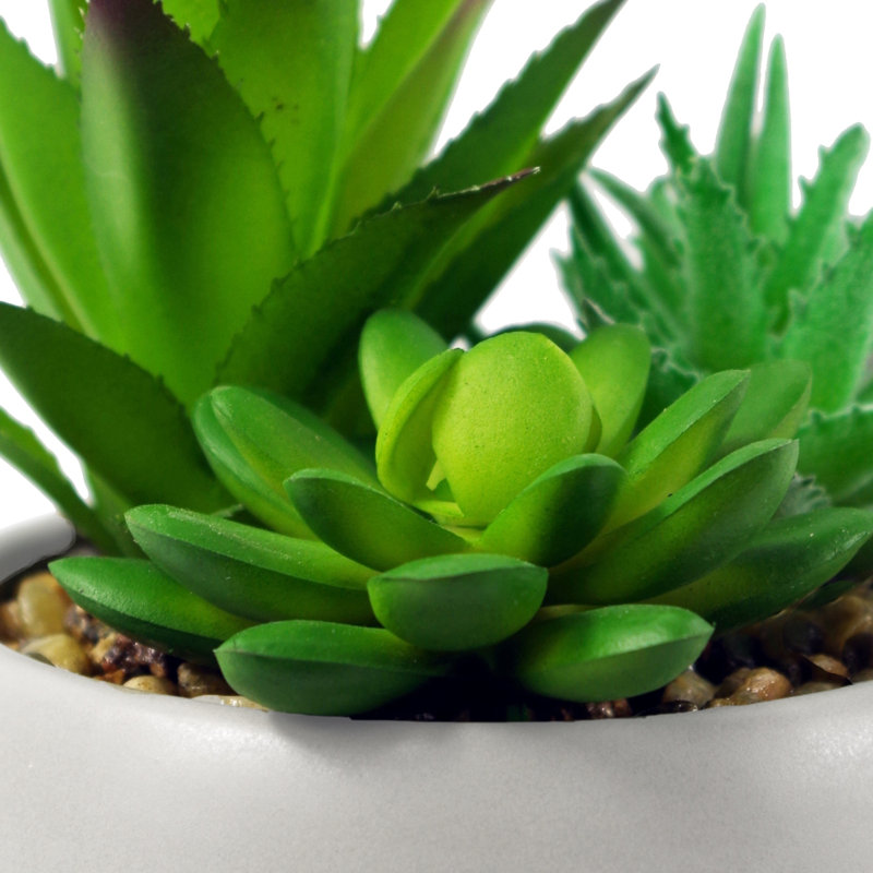 Annistin 12cm Plant, White