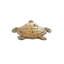 Sculpture polystone tortue brune décorative