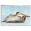 « molle brown pelican i » par paul cezanne-photo, reproduction d’art encadrée-1312709613-1312709614