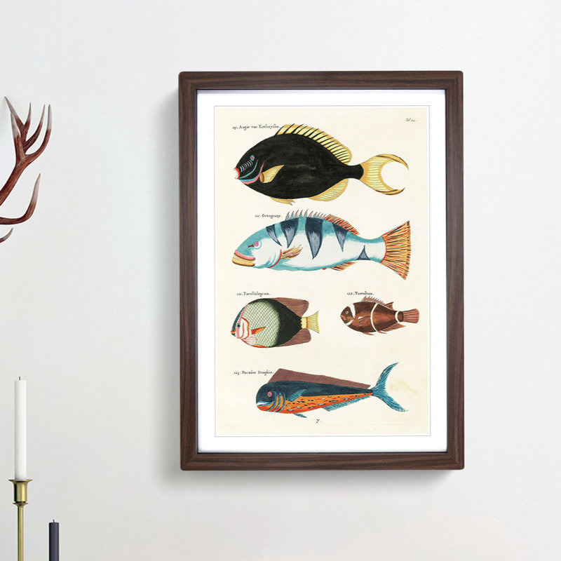 East Indies Fish Illustrations Fol. 22 by Louis Renard - Picture Frame Painting Print, 65cm H x 48cm W x 2cm D, Walnut Framed