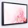 Beautiful Rose in Magic Light - Floater Frame Oil Painting Print on Canvas