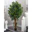 Ficus artificiel 72 po en pot