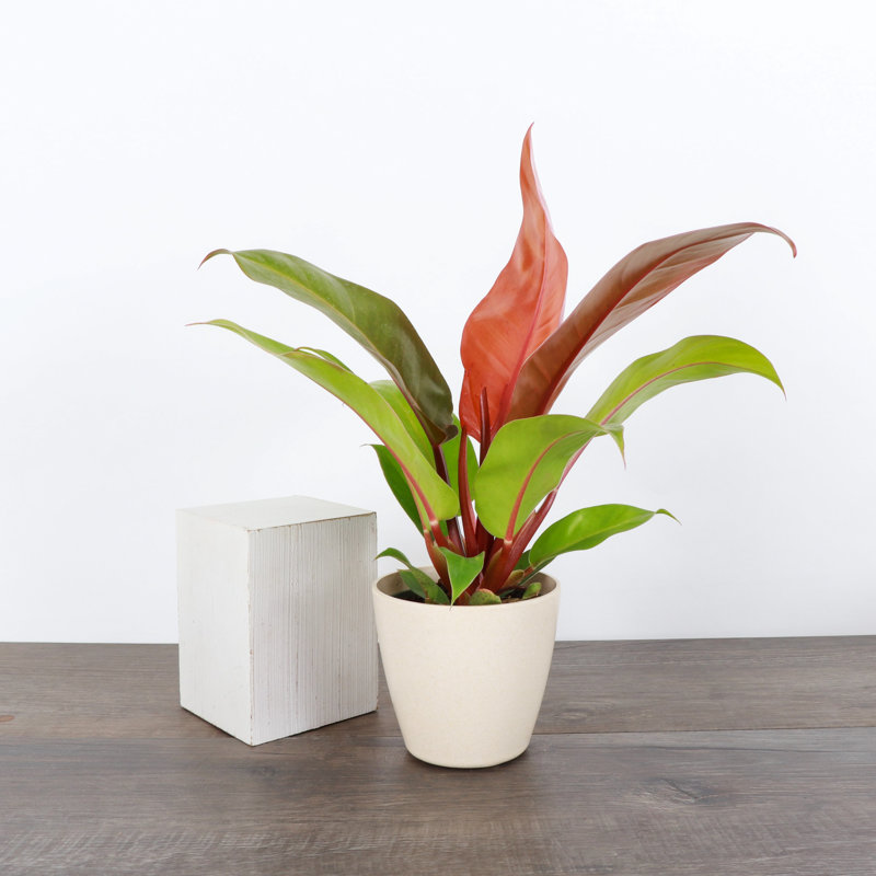 Live Prince of Orange Philodendron Plant in Biodegradable Pot, Natural