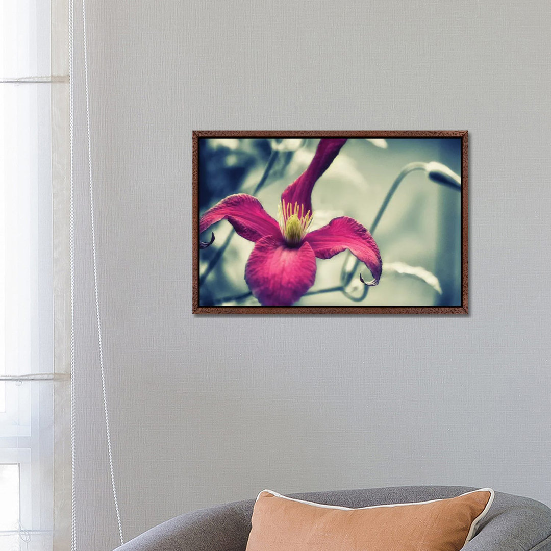 Rosa Clematis, schwarzer & weißer Hintergrund von Savanah Plank - Galerie-verpackte Leinwand Giclée auf Leinwand