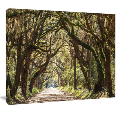 " Trees Tunnel In Botany Bay "