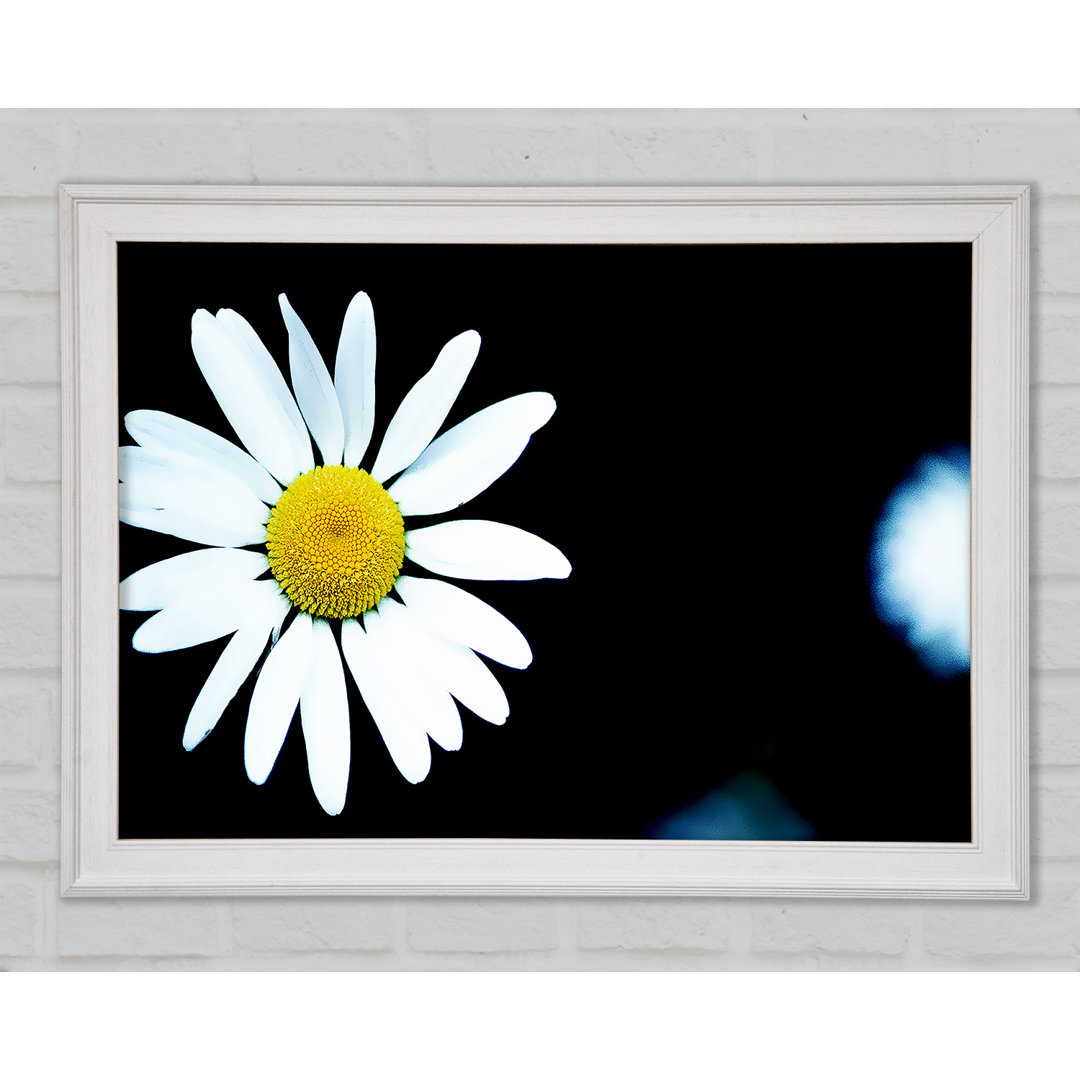 Gerahmtes Leinwandbild Single White Daisy