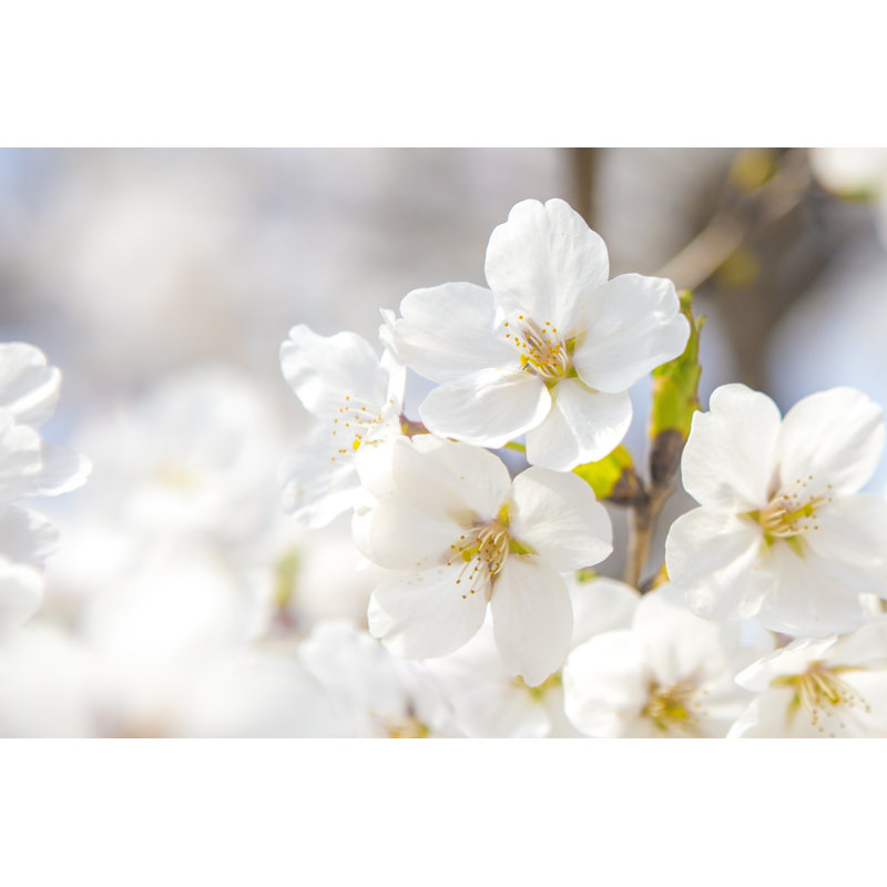 Sakura by Tri-Eun - Wrapped Canvas Print, 30cm H x 46cm W x 3.8cm D