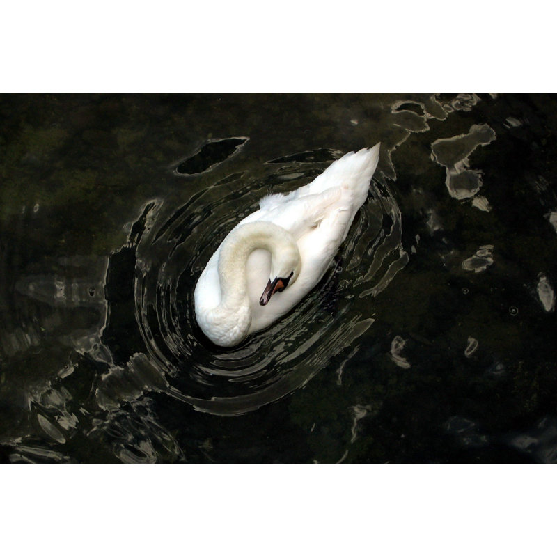 «Sleeping Swan» par Jacquesvandinteren - photographie sur toile tendue, L 18 po x H 12 po