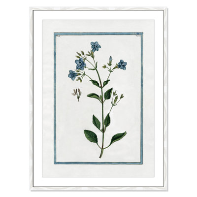 Colombe "Shabby Elegance Botanical II" Print