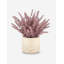 Esme Purple Wheatgrass
