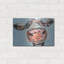 «Cow Cow 1» par Carolee Vitaletti-101657375