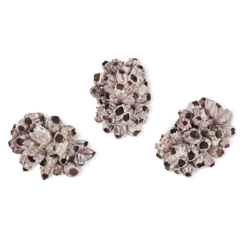 Barnacle 3 Piece Wall Décor Set, 7" H x 12" W x 12" D