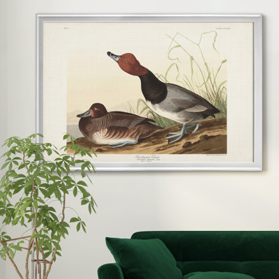 " Red Headed Duck "