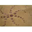 Wool Geometric Area Rug in Gold