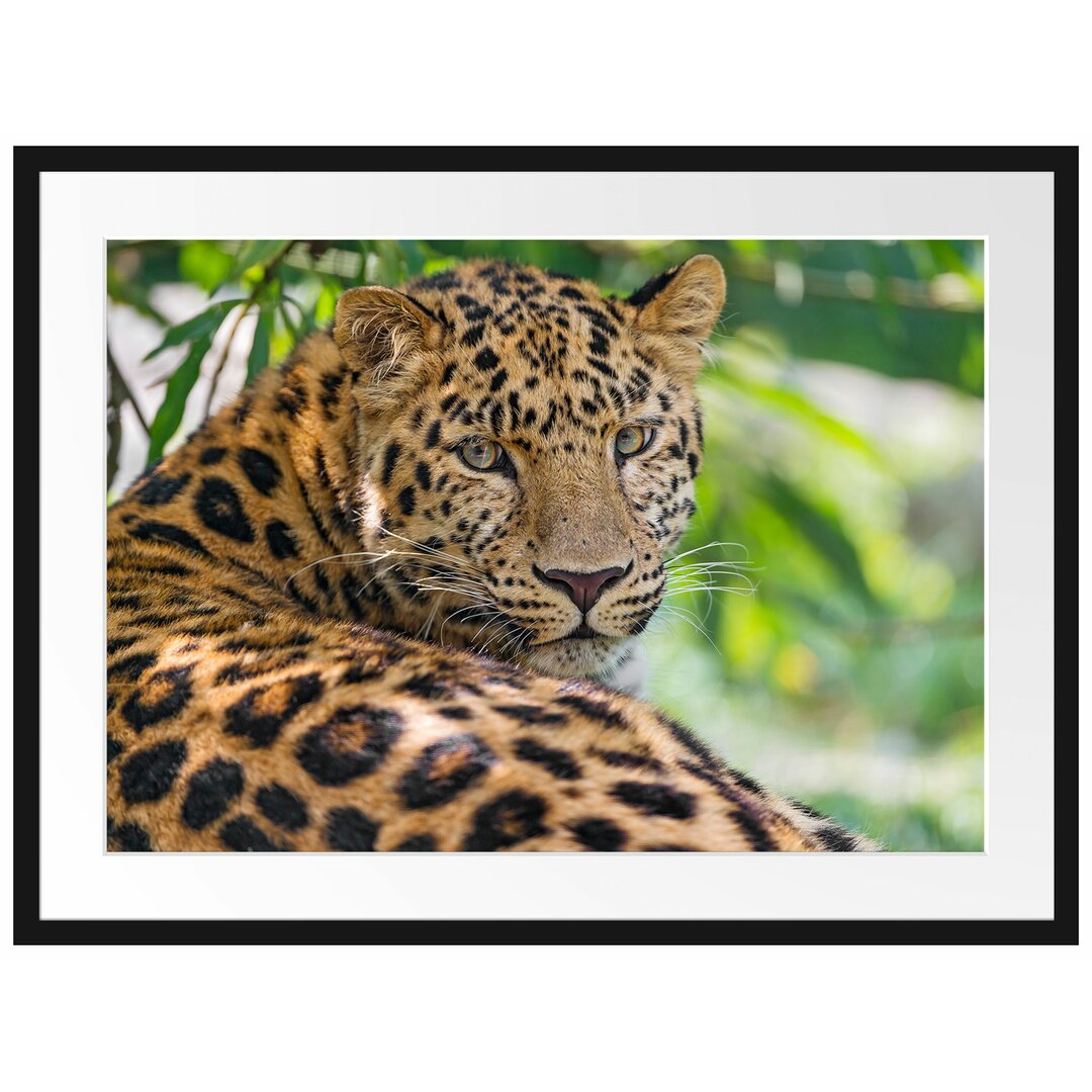 Gerahmtes Poster Aufmerksamer Leopard im Schatten