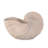 Nautilus Shell