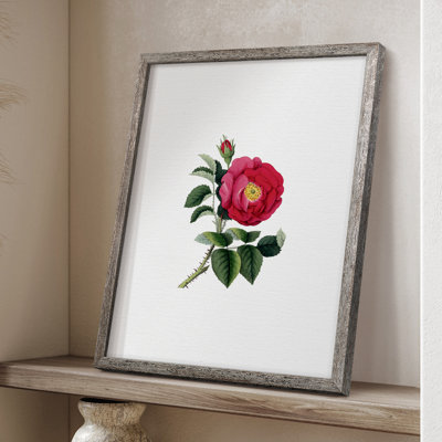 Botanical Beauty I Framed Print - Solid Wood 50509