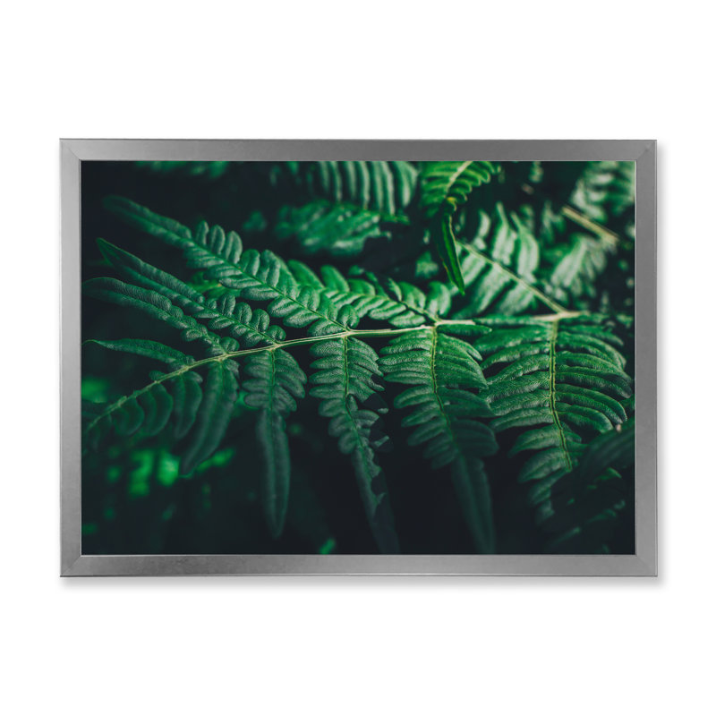 Feuille de fougère vert foncé sur fond noir VI - reproduction sur toile, H 24 po x l 32 po, Cadre photo argenté