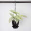 Live Silver Sword Philodendron Plant in Hanging Pot