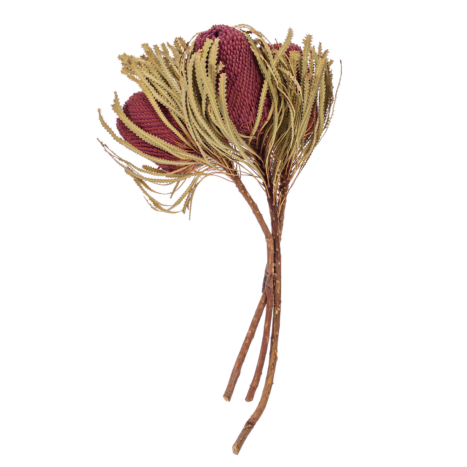 Dried Banksia Floral Stems, Erica Pink