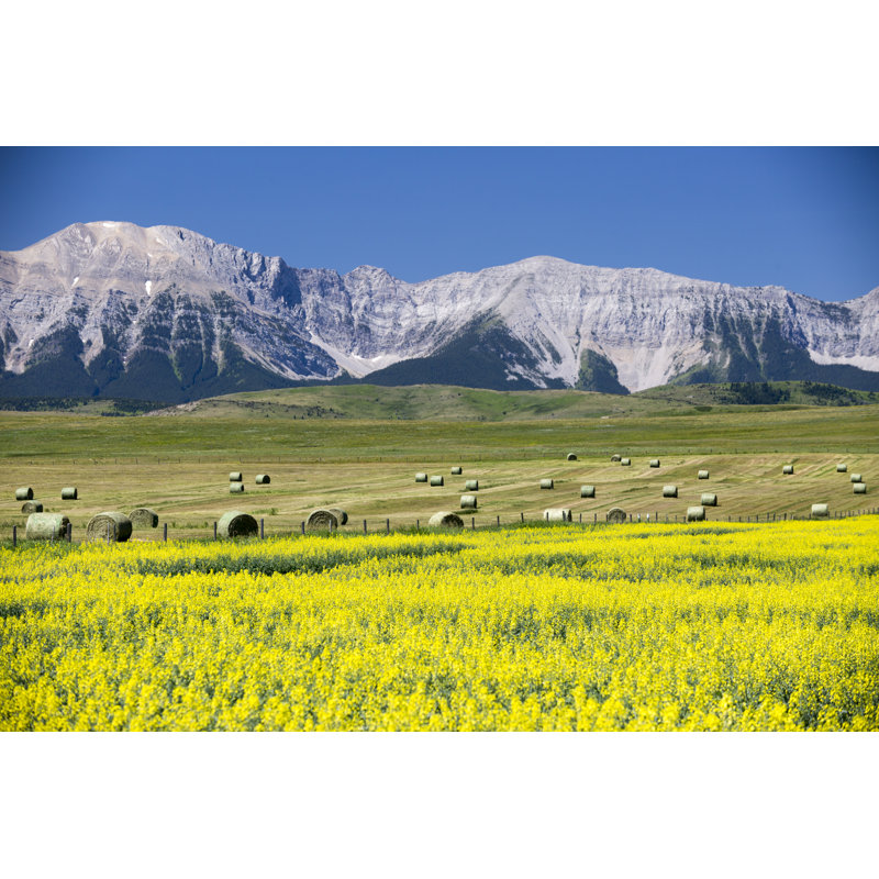 Yellow Canola Field In Bloom by Laughingmango - Wrapped Canvas Print, 51cm H x 76cm W x 3.8cm D
