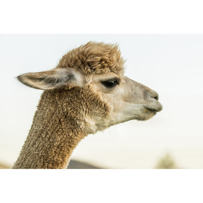 Alpaca Portrait I by Tyler Stockton - Wrapped Canvas Photograph Print, Wrapped Canvas, 20cm H x 30cm W
