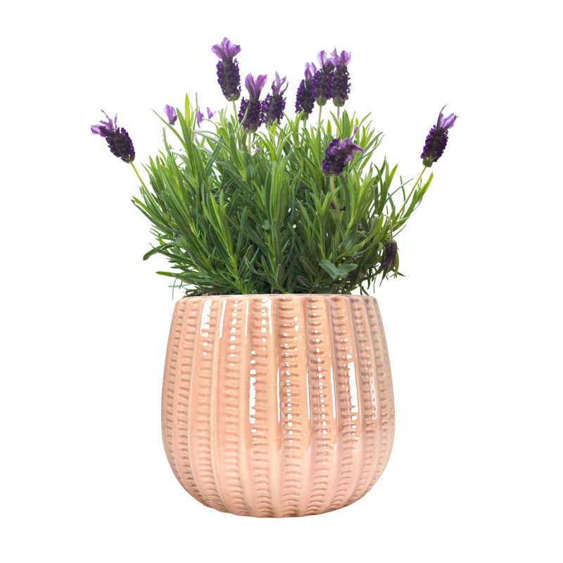 5.5" Ceramic Flower Planter, Ceramic Pot Planter, Plant Home Décor,, Peach Pink