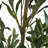 Artificial Olive Tree With Black Plastic Pot