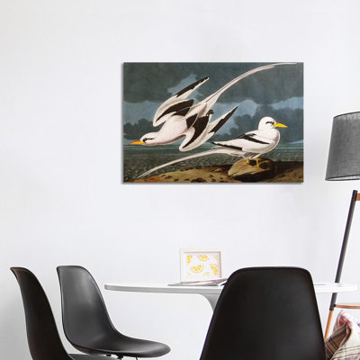 Tropic Bird Plate CCLXII From 'The Birds Of America' by John James Audubon - Wrapped Canvas Gallery-Wrapped Canvas Giclée