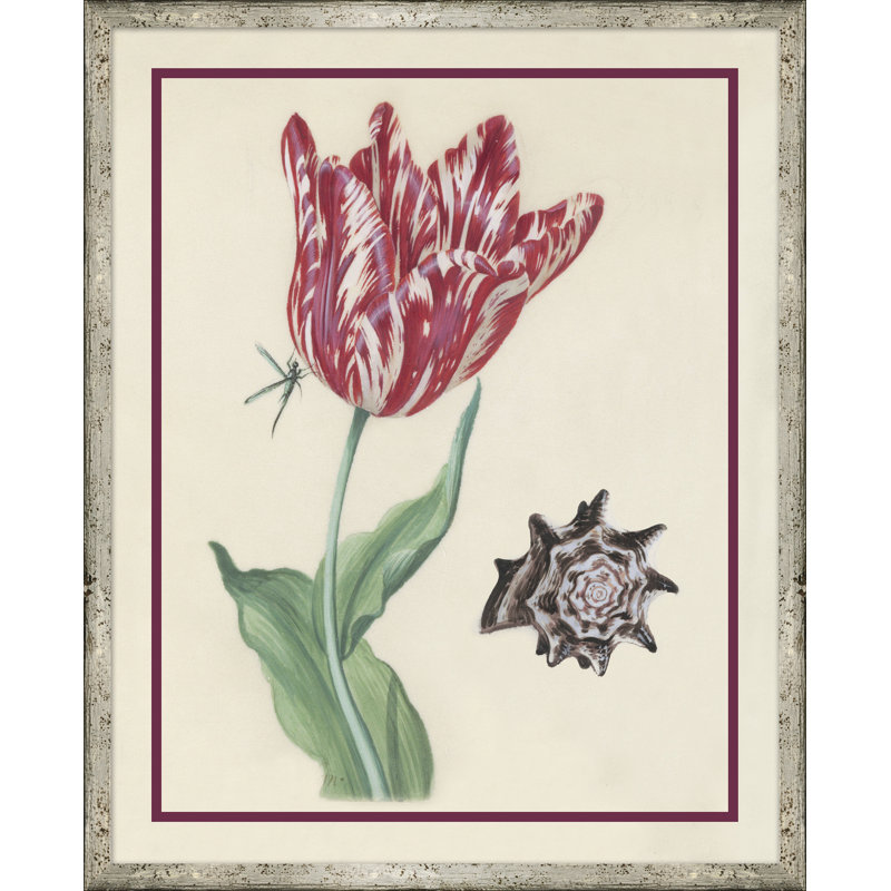Flower, Seashell And Insect V Giclee Print by Soicher Marin Archives