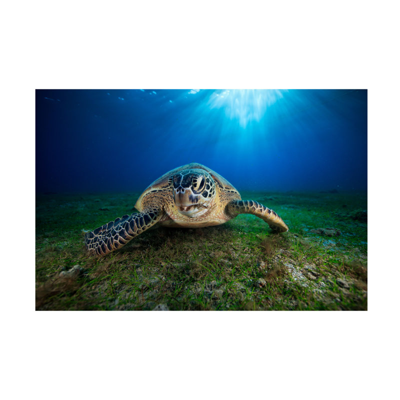 Art sur toile, tortue verte Barathieu, H 12 po x l 19 po