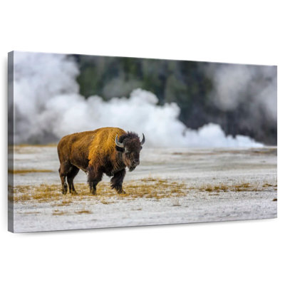 Brampt Yellowstone National Park Bison