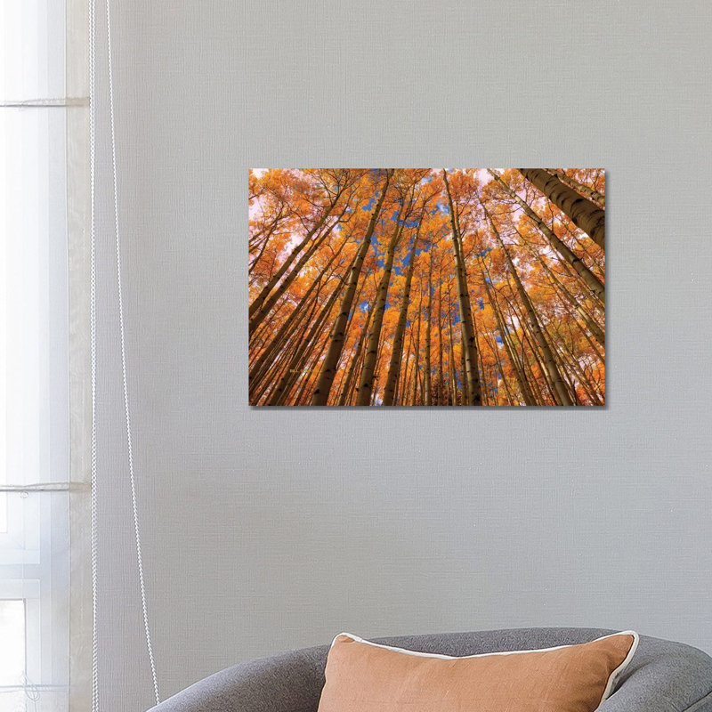 Orange Grove by Bill Sherrell - Wrapped Canvas Print, 66.04 cm H x 45.72 cm W x 1.91 cm D
