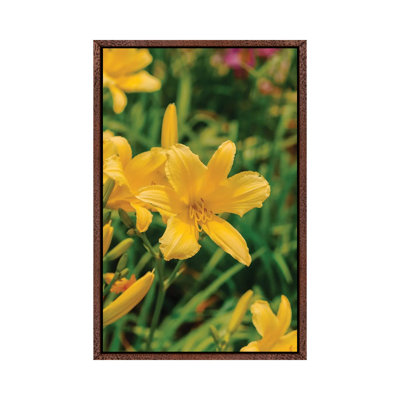 Daylily Garden IV 1 Piece Wall Art on Canvas