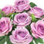 Rosier-625828100