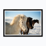 Icelandic Horse II Print