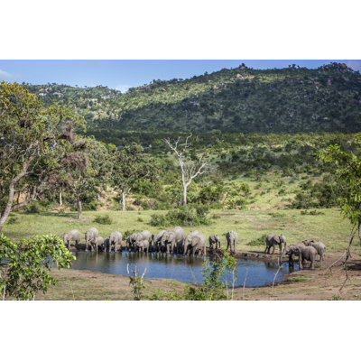 " African Elephant, South Africa " by Utopia_88