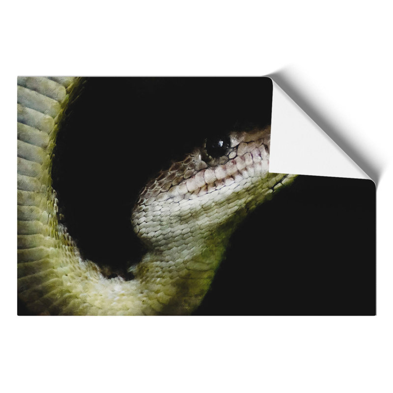 Boa Constrictor Snake - No Frame Print, 30cm H x 42cm W x 0.1cm D