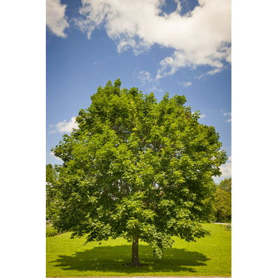 " Maple Tree In Summer Field "