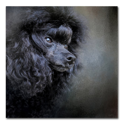 «Snack Spotter Toy Black Poodle», impression sur toile tendue Vidur
