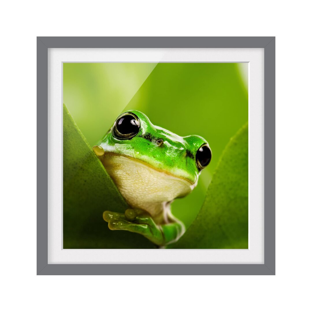 Gerahmtes Papierbild Wetterfrosch