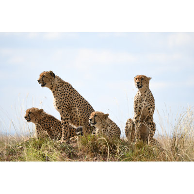 Cheetah by Surbs279 - Wrapped Canvas Print