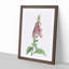 Foxglove Flowers in Pink by Pierre-Joseph Redoute - Framed Print-55577800-55577801