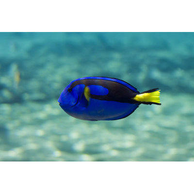 «Blue Tang» par Qldian - photographie sur toile tendue