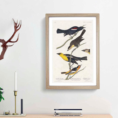 An Assortment Of Birds by John Audubon - Single Picture Frame Painting