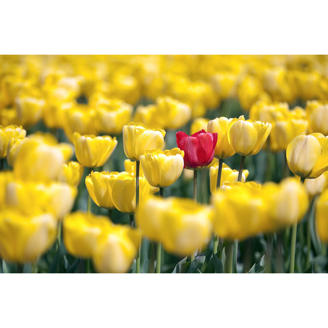 Einzelne Tulpe im Feld