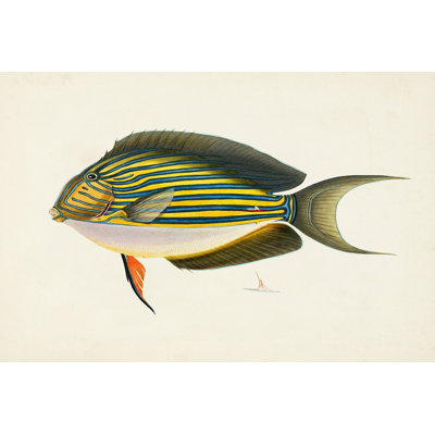 " Tropical Fish Collection I "