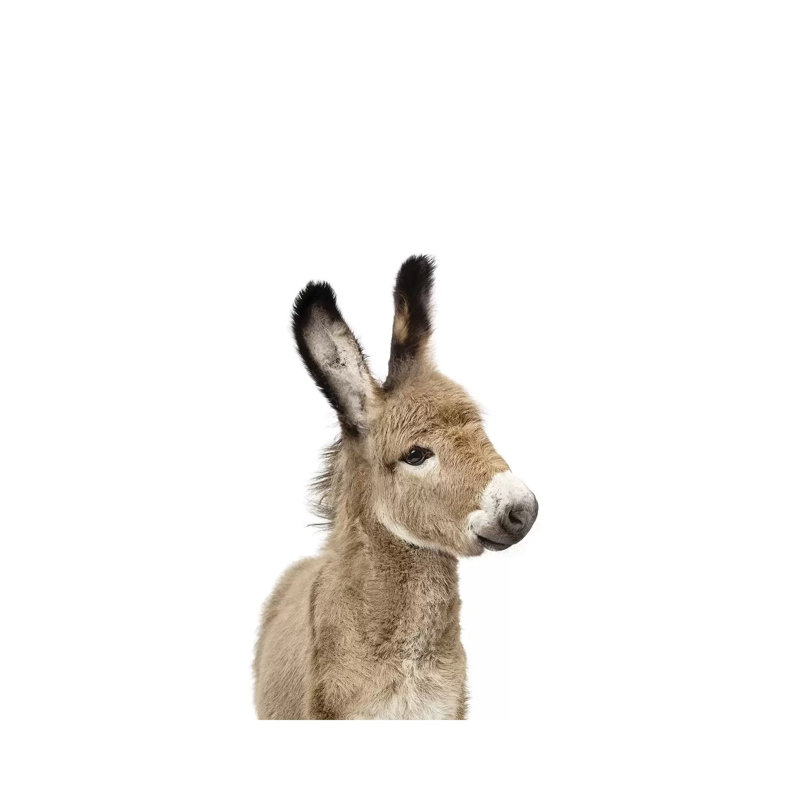 «Baby Donkey» par Sissi & Seb - reproduction de photo, Pas de tapis, Toile tendue, H 12 po x l 8 po x P 0,75 po
