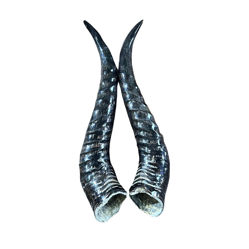Polished Springbok 2 Horns Set (Left And Right)